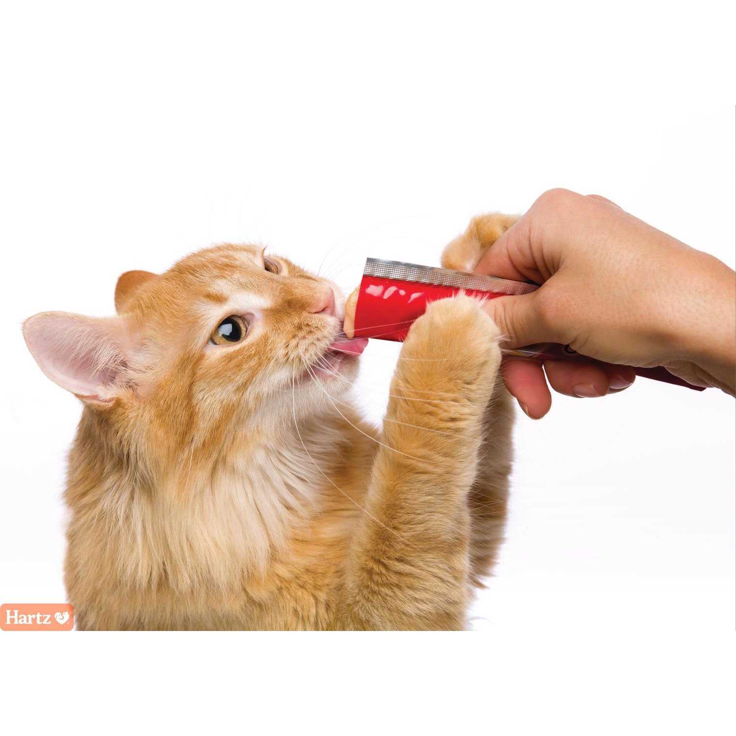 Delectables Squeeze Up Tuna & Salmon Cat Treats - Pet Supplies online store