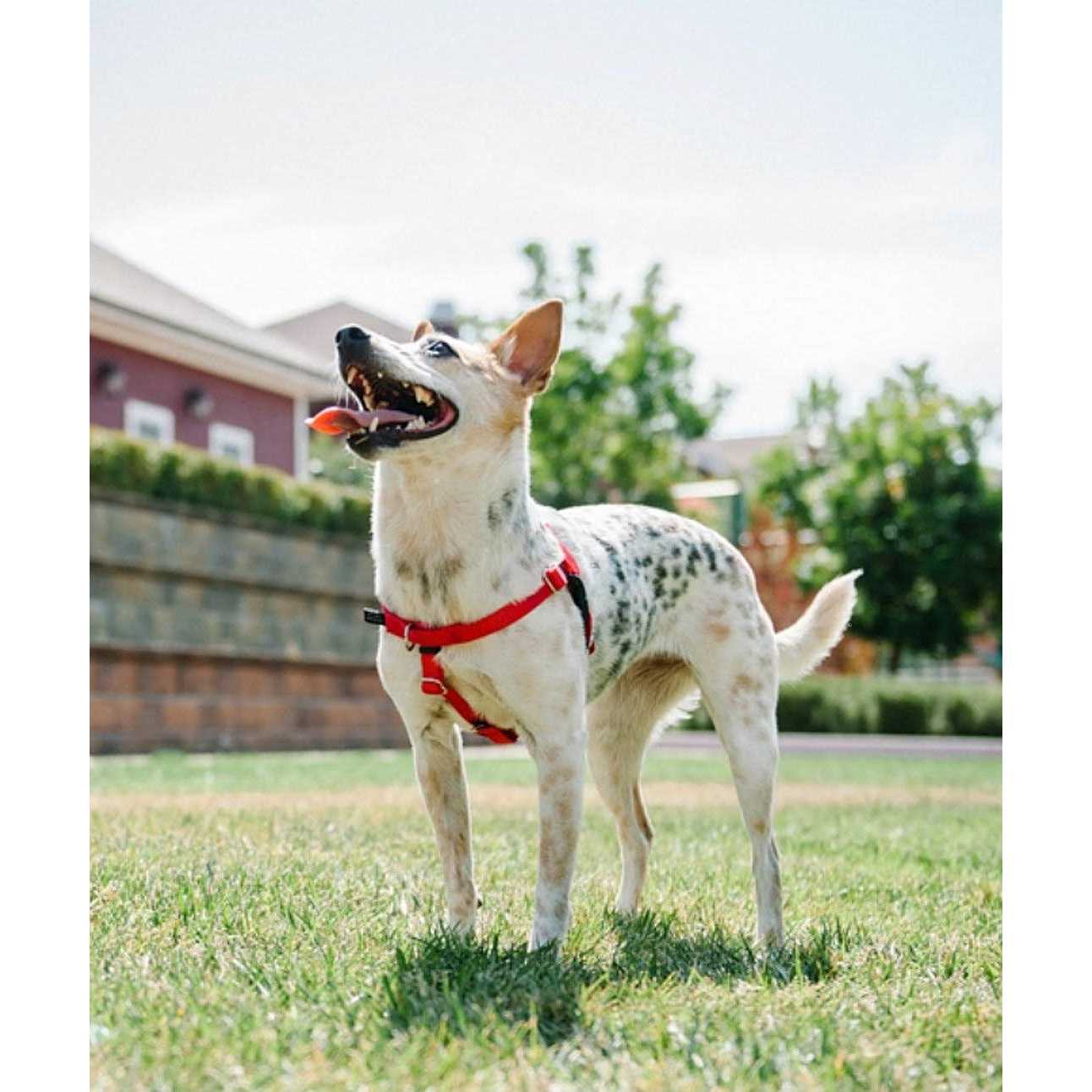 2 Hounds Design Freedom No Pull Dog Harness Leash - Pet Supplies online store