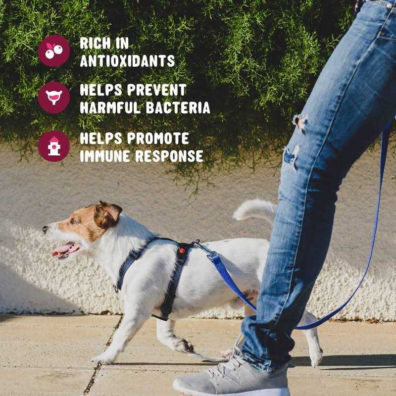 Active Chews Cranberry Supplement for Dogs Dog UTI Bladder Control for Dogs - Pet Supplies online store