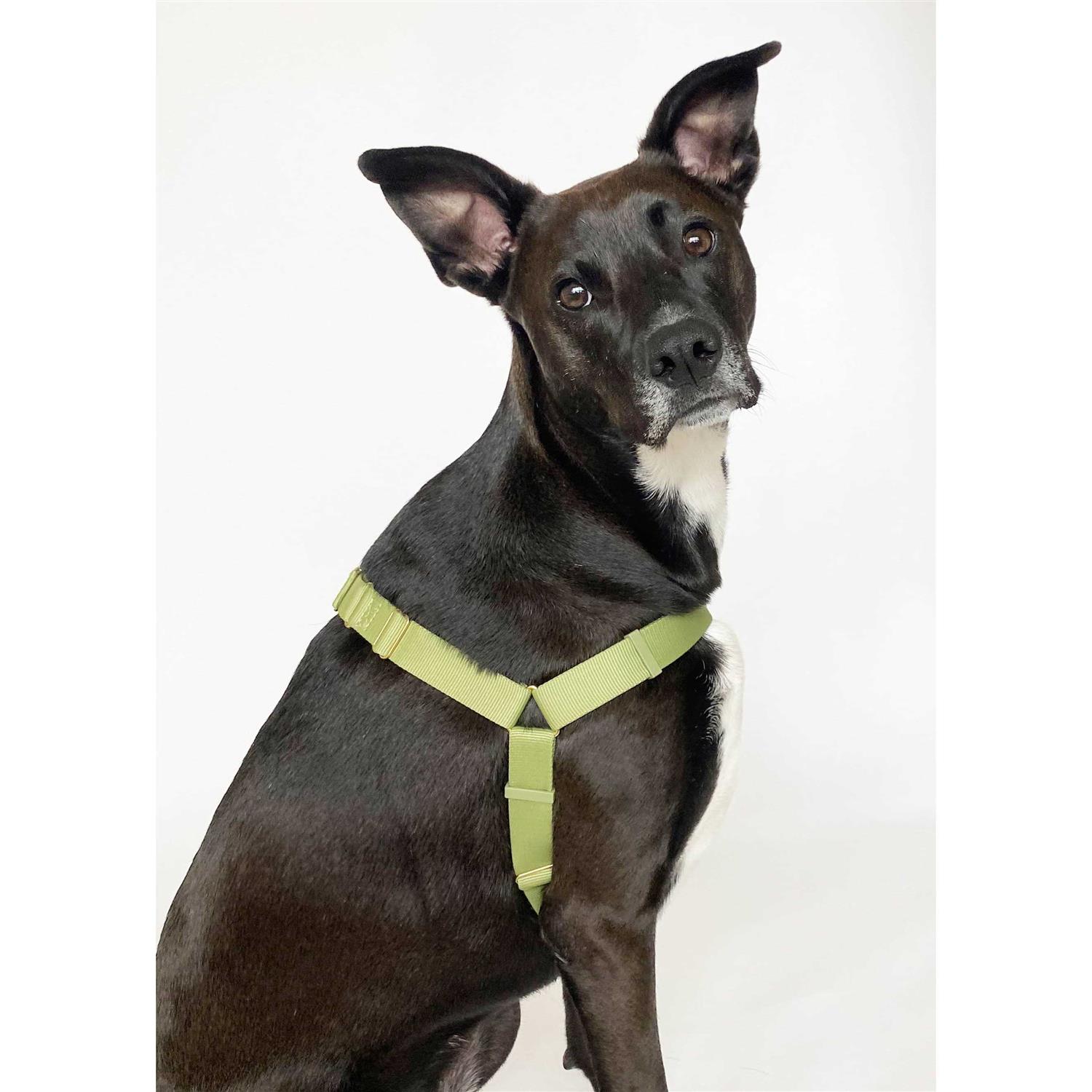 Awoo Roam Harness - Pet Supplies online store