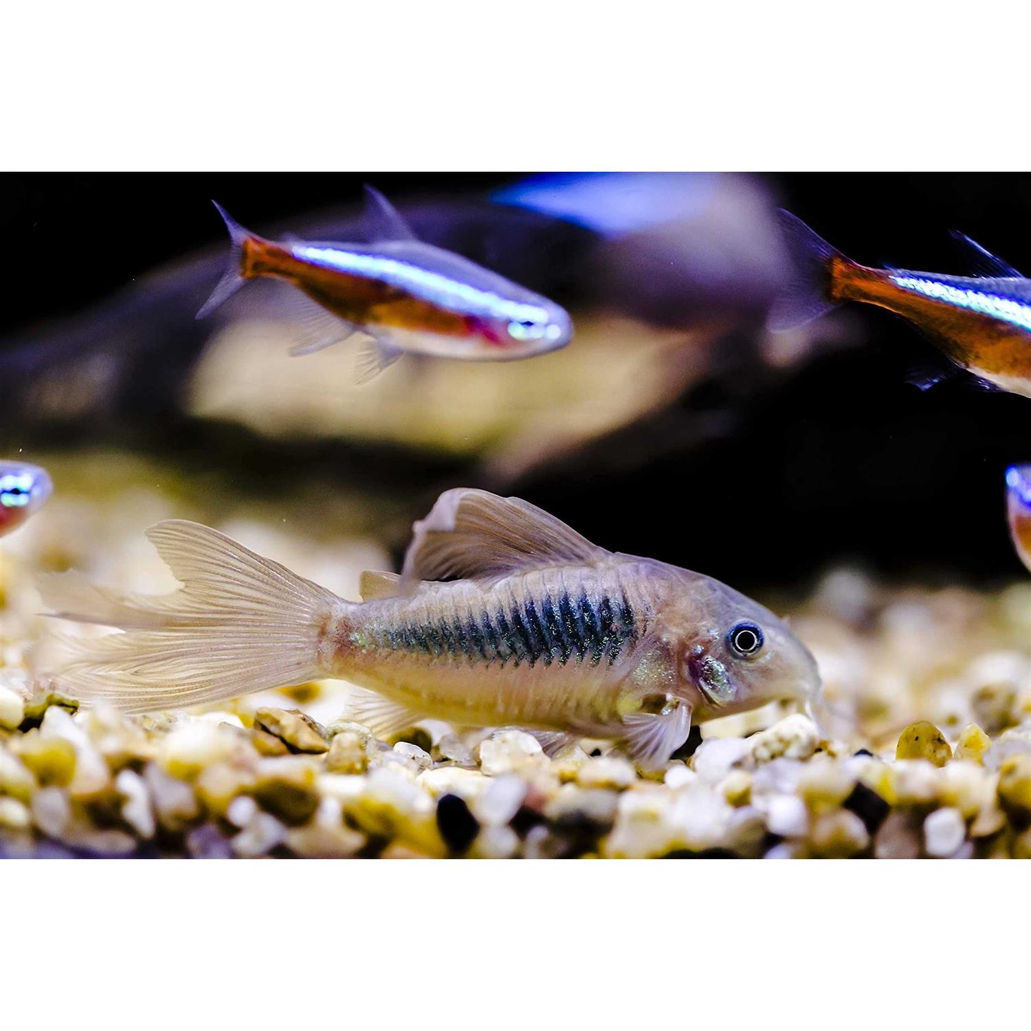 AQUATICBLENDEDFOODS ABF Aquatic Freshwater Snail Food Mix #2 with Calcium - Pet Supplies online store