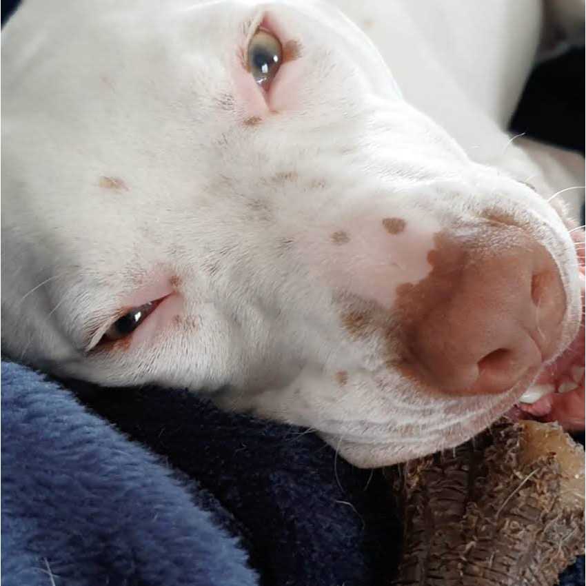 Nylabone Strong Chew Real Wood Stick Dog Toy - Pet Supplies online store