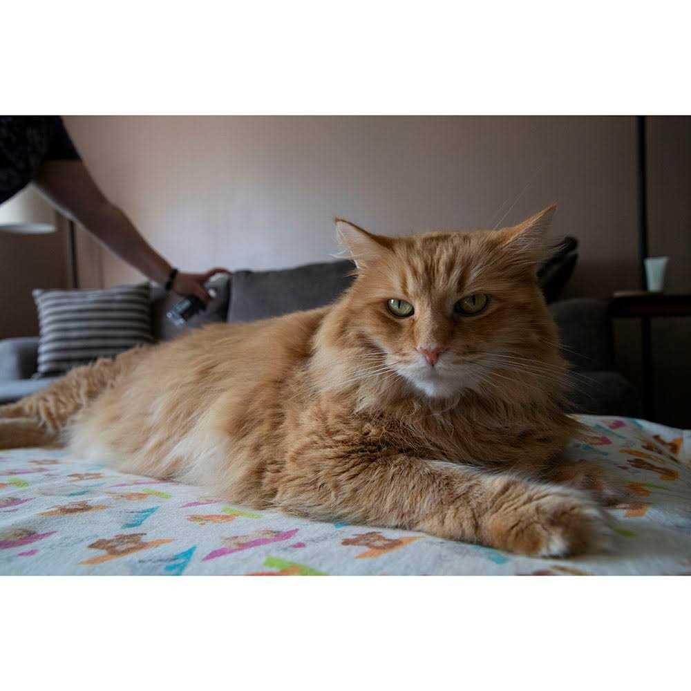 TriNova Off Furniture Spray Deterrent for Pets cats Dogs - Pet Supplies online store