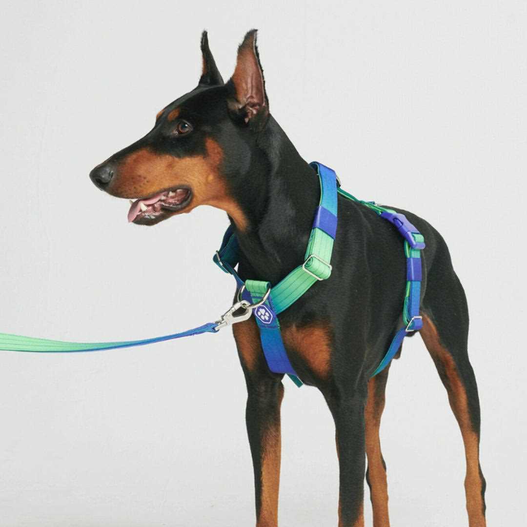 Spark Paws No-Pull Dog Harness Designed for Safety and Control - Pet Supplies online store