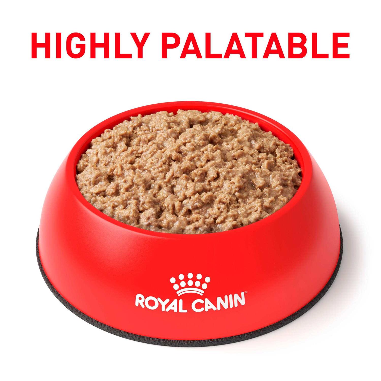 Royal Canin Urinary So in Gel Canned Wet Cat Food - Pet Supplies online store