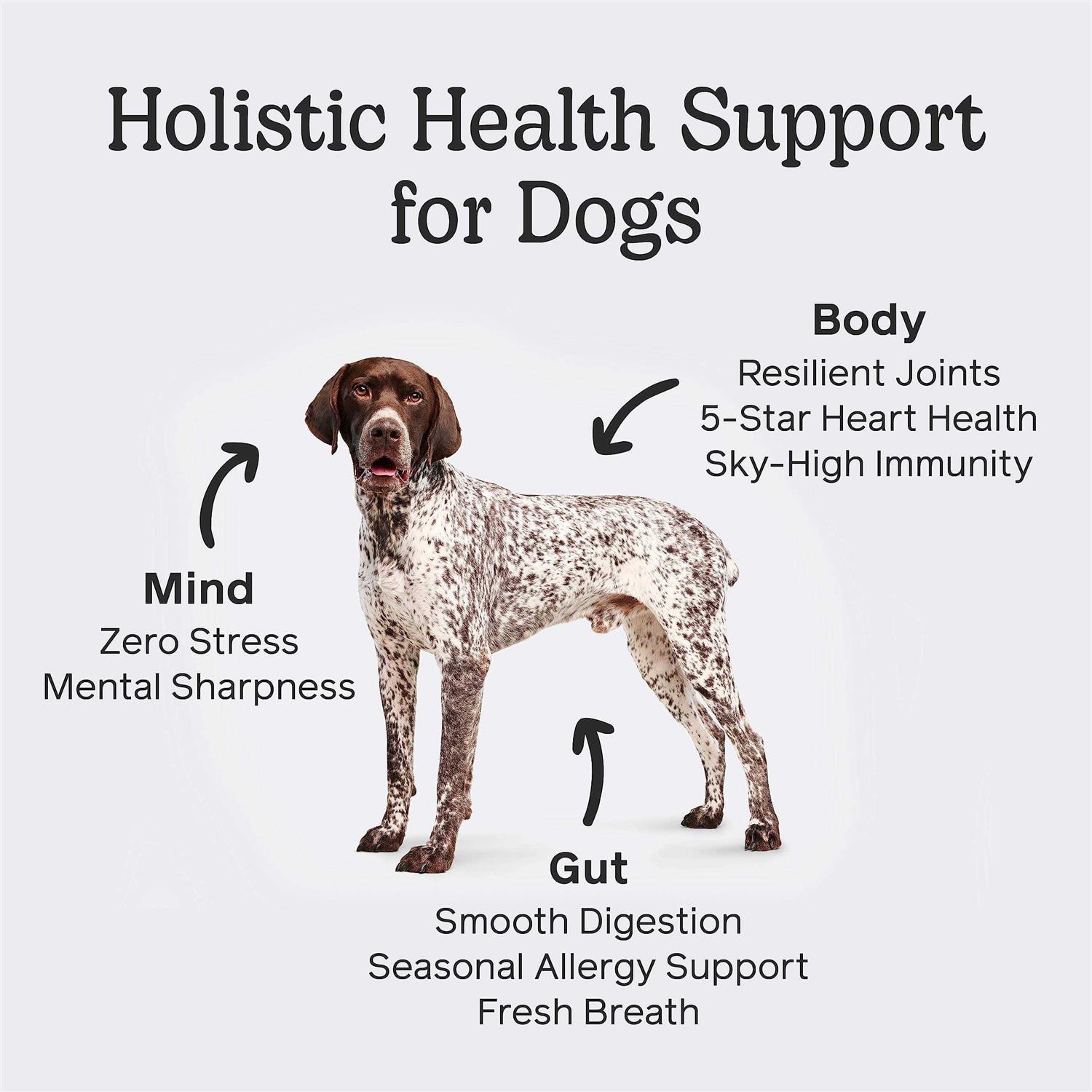 The One by Front Of The Pack Dog - Pet Supplies online store