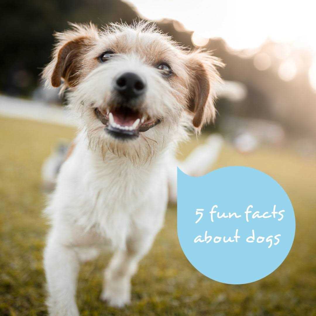 ProDen Dog Plaqueoff Bites Hip 6oz - Pet Supplies online store