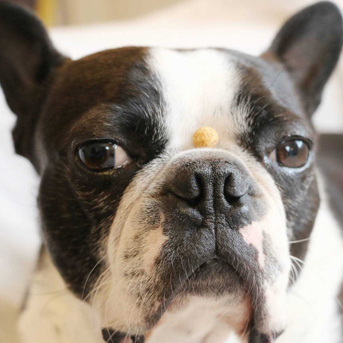 Redbarn Protein Puffs Dog Treats - Pet Supplies online store