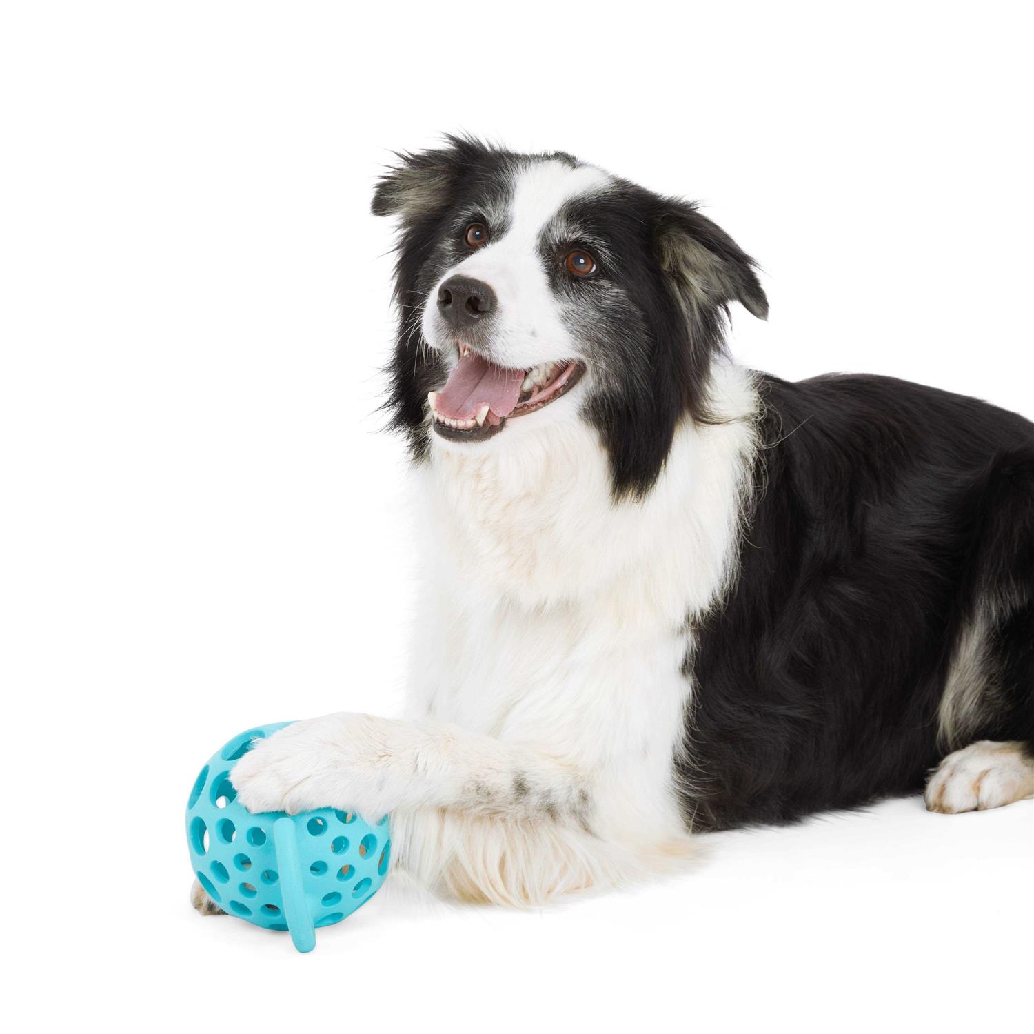 Leaps & Bounds Cage Ball with Handle Dog Toy - Pet Supplies online store