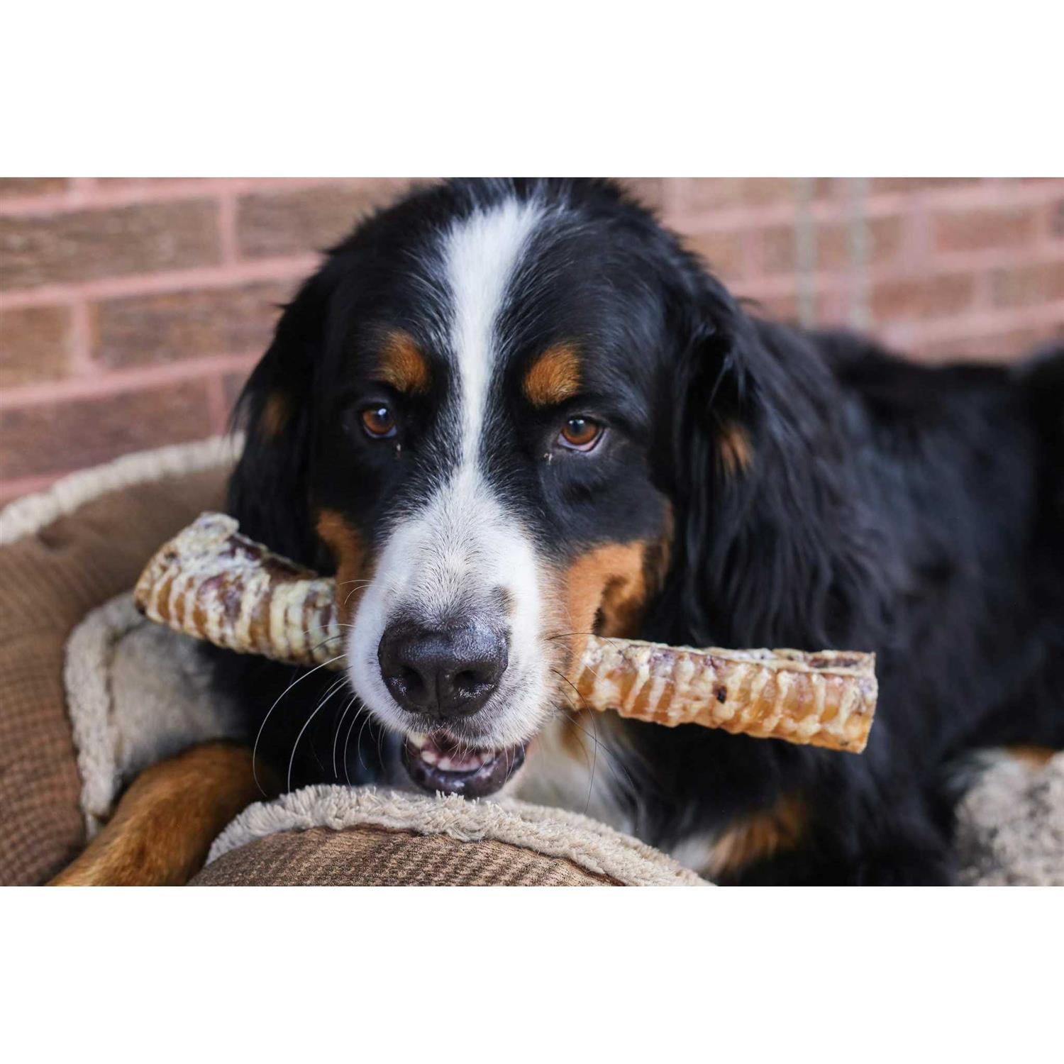 Top Dog Chews 12 Beef Trachea Dog Treats - Pet Supplies online store