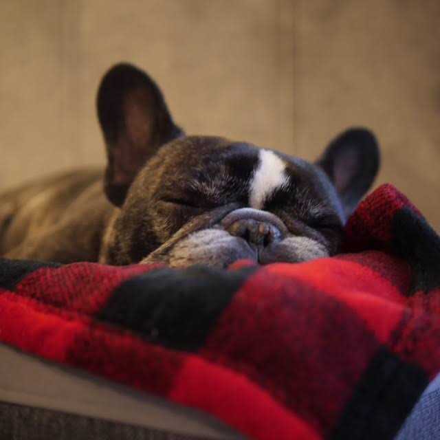 Tall Tails Dog Blanket Hunter's Plaid - Pet Supplies online store