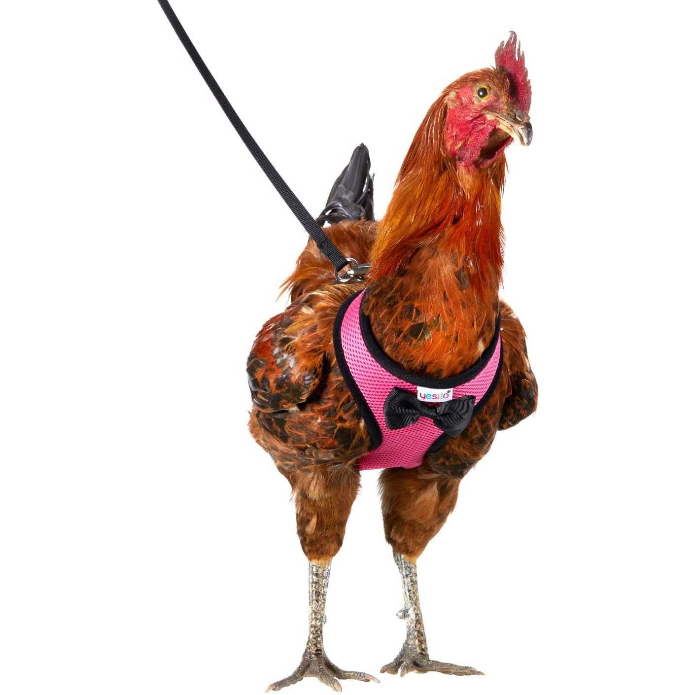 Yesito Chicken Harness Hen Size with 6ft Matching Leash - Pet Supplies online store