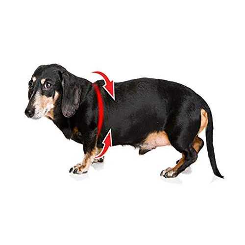 Buddy Belts Buddy Harness Pebble Grain - Pet Supplies online store