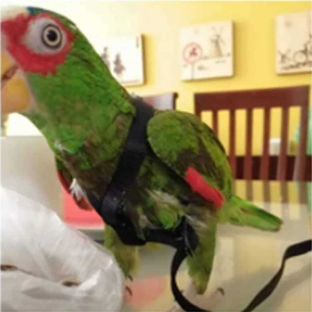 Anelekor Adjustable Birds Harness and Leash Parrot Harness Leash Training Supplies Pet Anti-bite Outdoor Flying Rope for Conures Budgerigar Lovebird - Pet Supplies online store