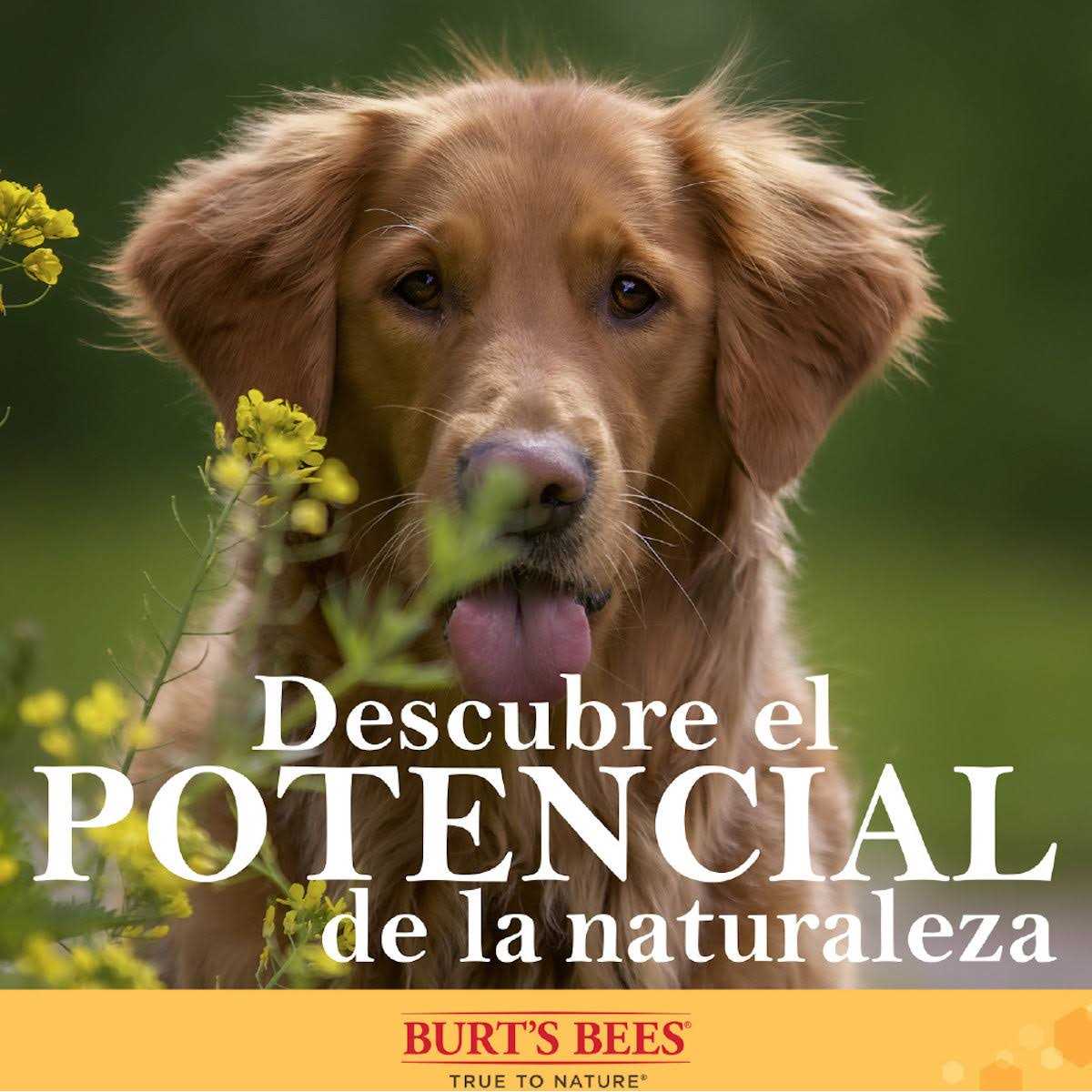 Burt's Bees for Pets Nose & Paw Manuka Honey Lotion - Pet Supplies online store