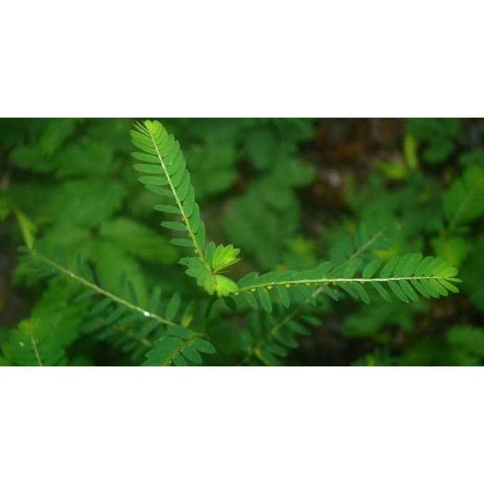 The Petz Kitchen Chanca Piedra Powder Dog & Cat Supplement - Pet Supplies online store