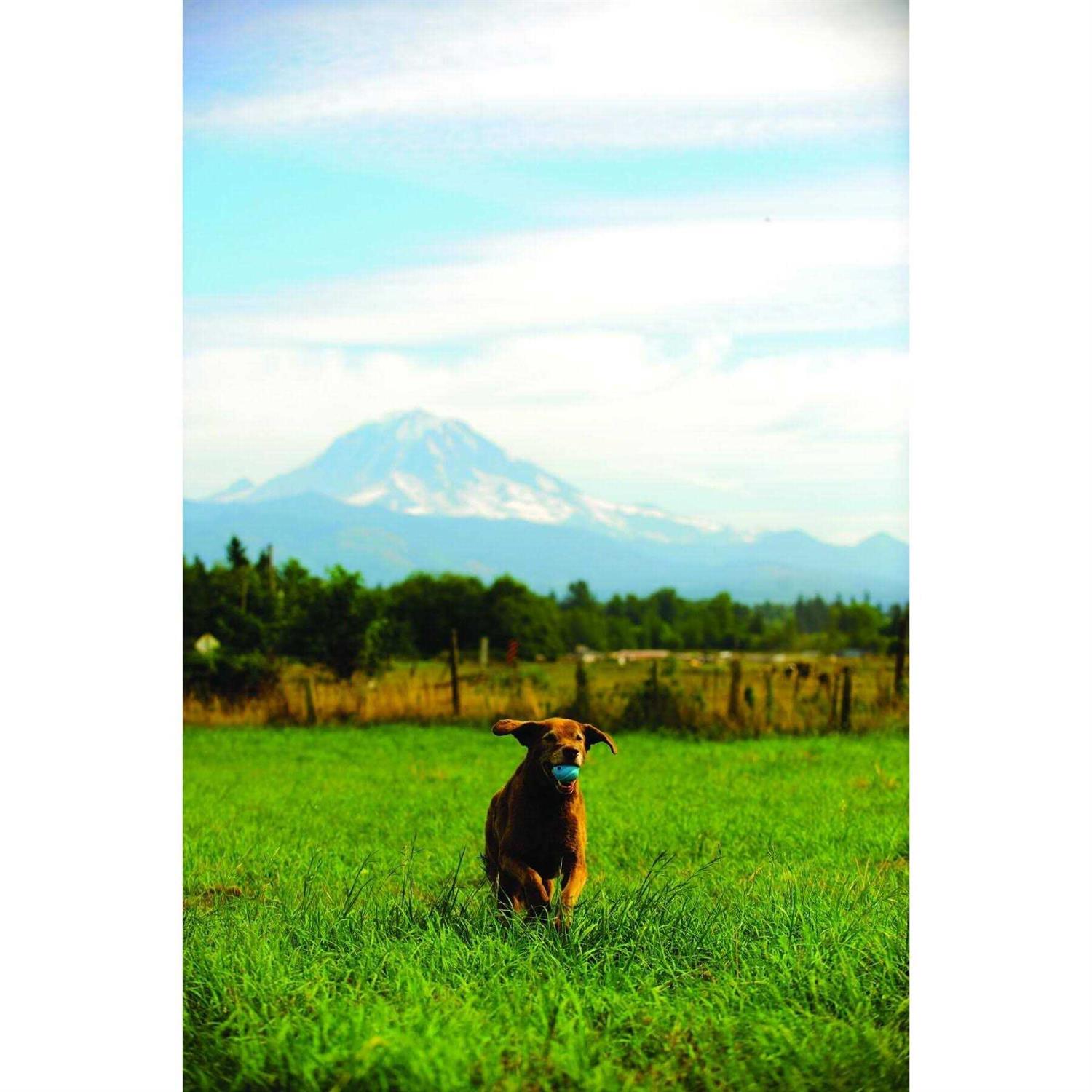 ChuckIt! Whistler Ball - Pet Supplies online store