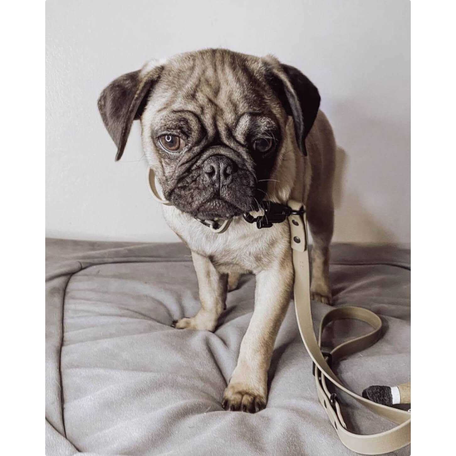 Waterproof Dog Leash - Fable Pets - Style Meets Durability & Safety - Light Green / L/XL - Pet Supplies online store