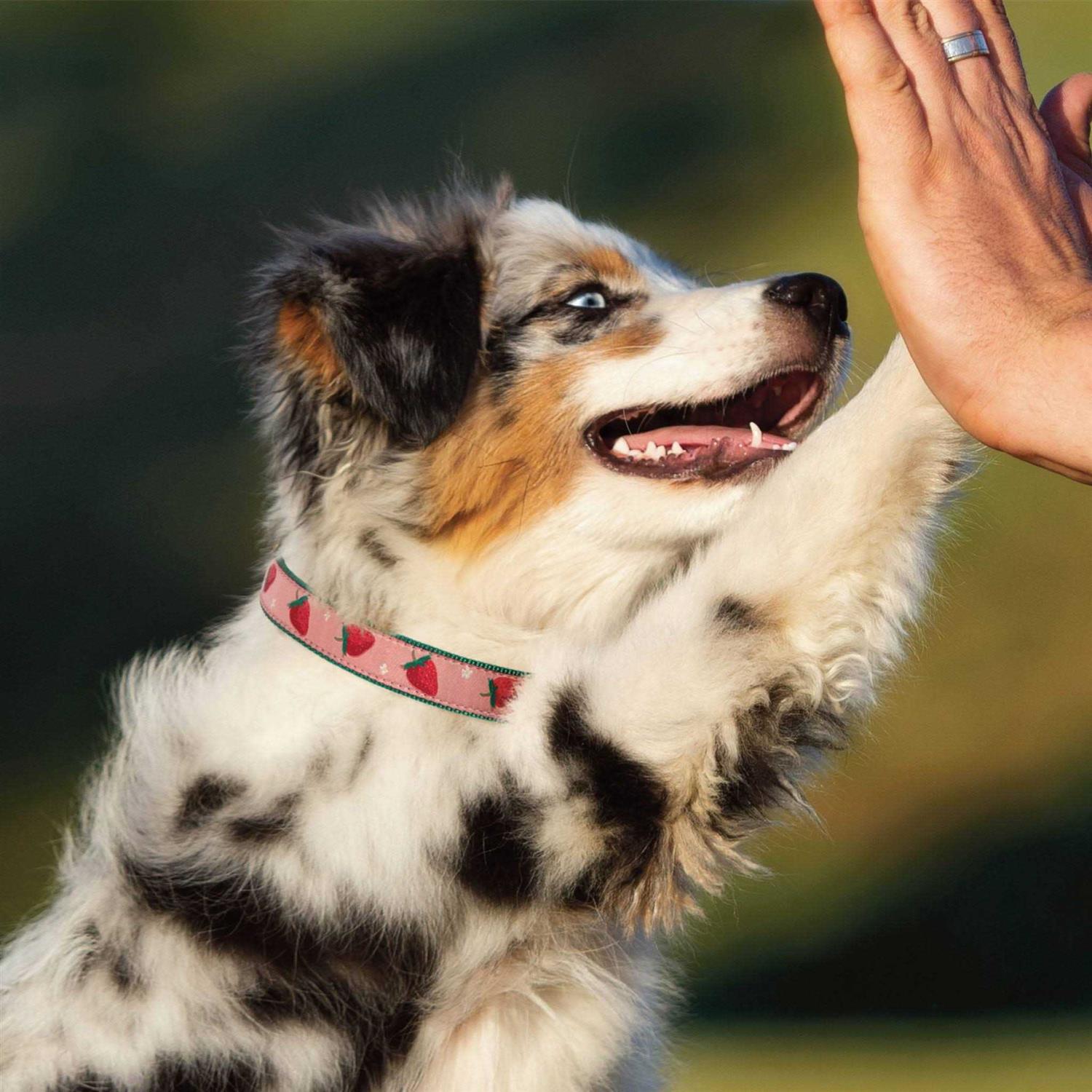 Up Country Strawberry Fields Dog Collar - Pet Supplies online store