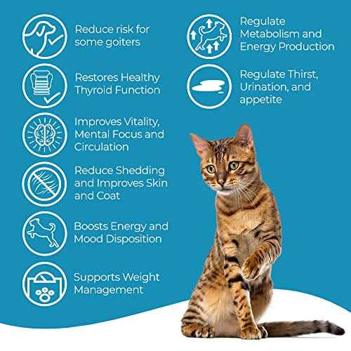 BestLife4Pets Cat Hyperthyroid + Weight Gain Support Feline Thyroid Supplement for Metabolic Support - Pet Supplies online store