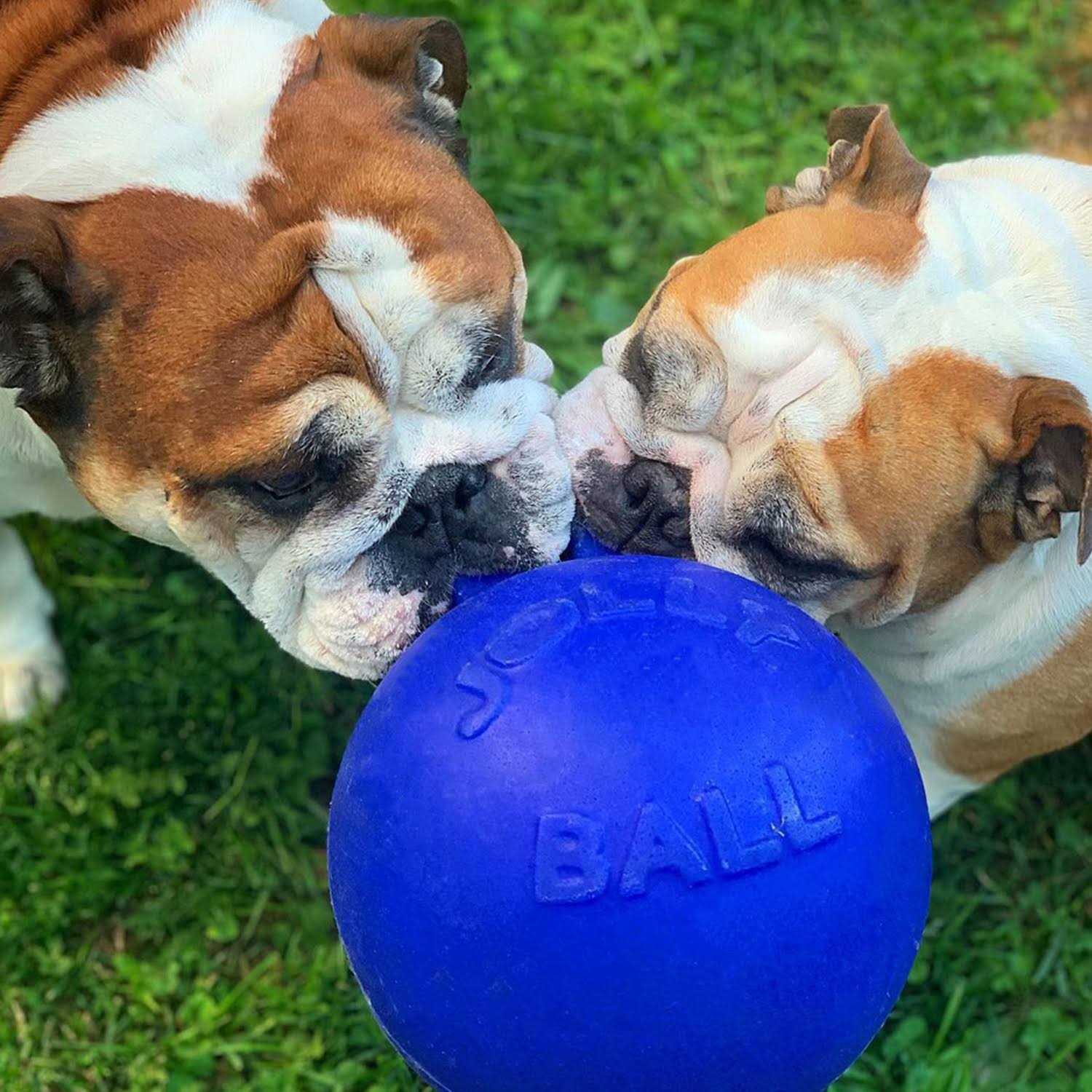 Jolly Pets Dual Jolly Ball - Pet Supplies online store
