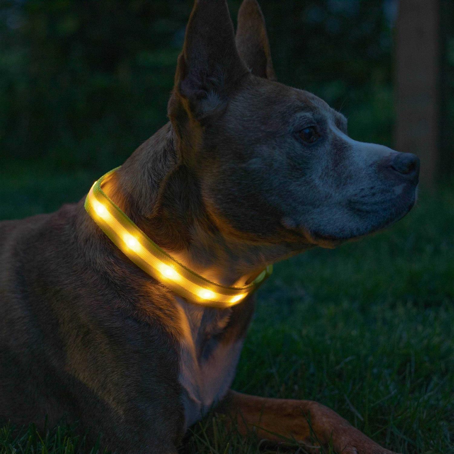 Blazin LED Light Up Dog Collar 1,000 Feet of Visibility - Pet Supplies online store