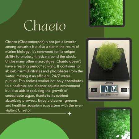 Shore Aquatic Super Clean Chaeto - Pet Supplies online store