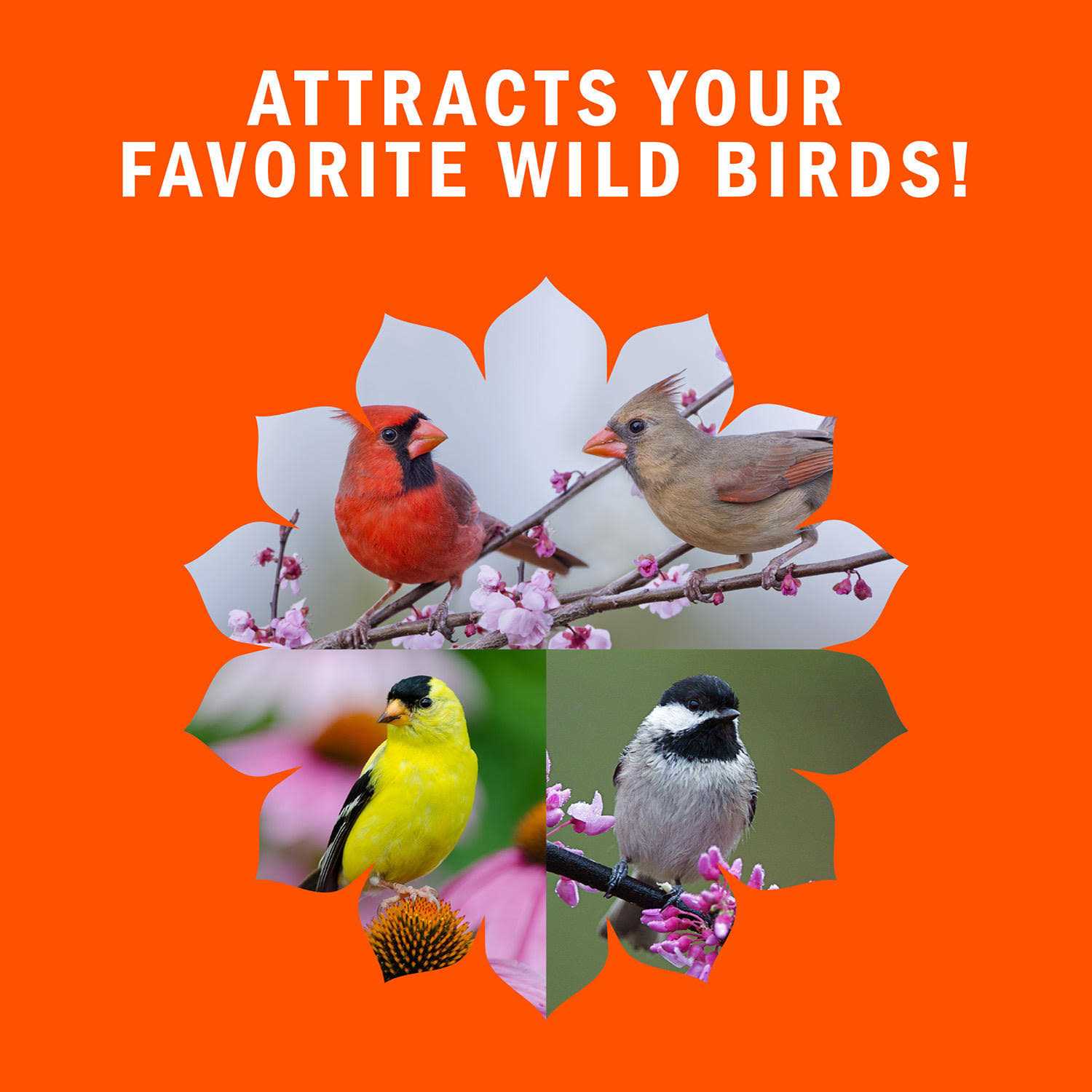 Audubon Park High Energy Blend Wild Bird Food - Pet Supplies online store