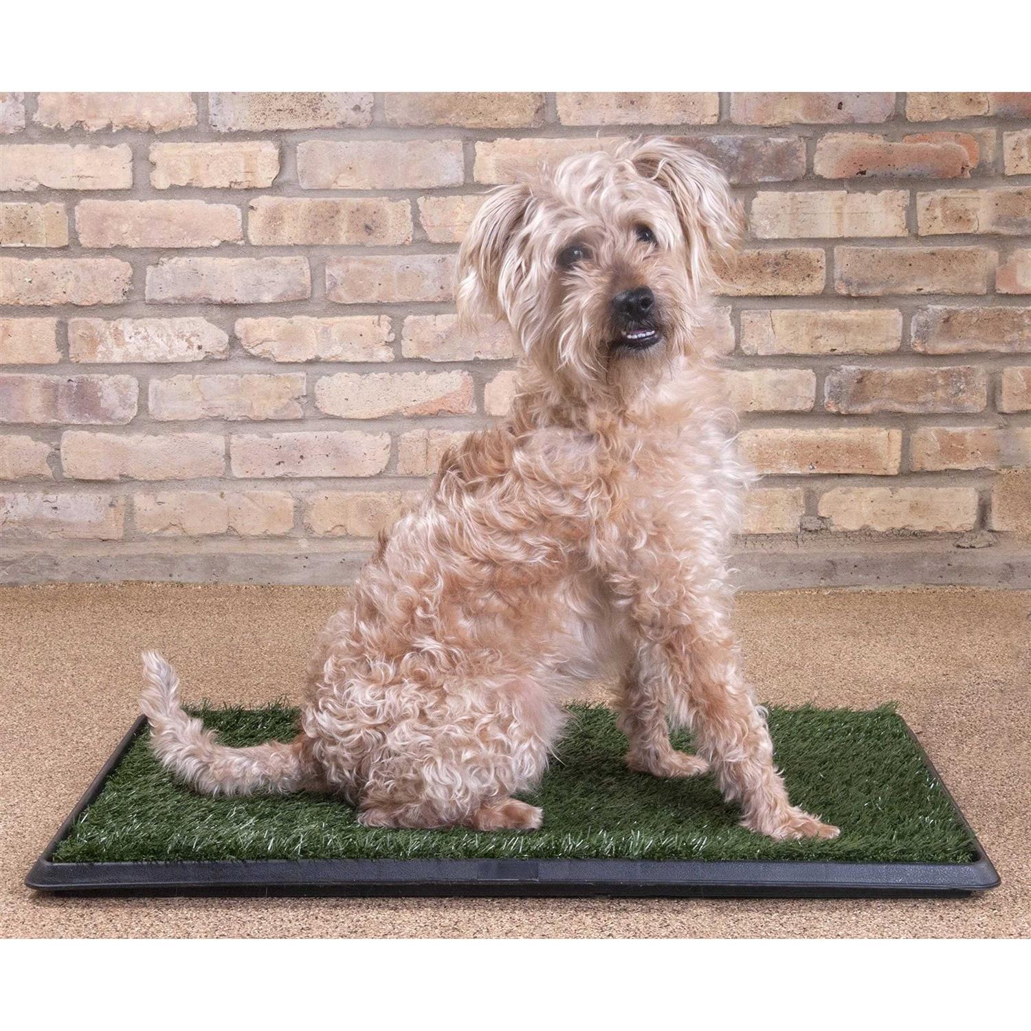 Downtown Pet Supply Dog Grass Pad with Tray, 20 x - Pet Supplies online store