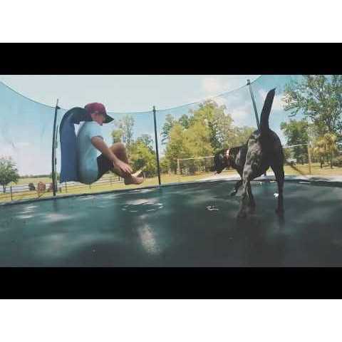 Wildology SWIM Dog Food Farm-Raised Salmon & Brown Rice Recipe - Pet Supplies online store