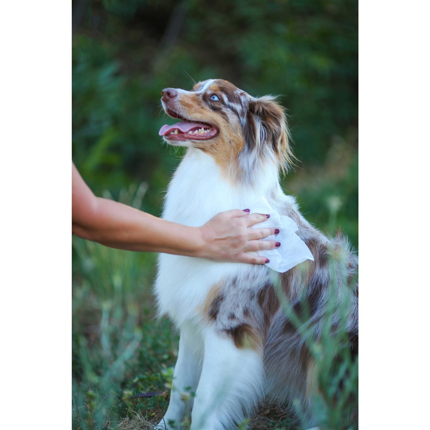 Earthbath Oatmeal Aloe Grooming Wipes - Pet Supplies online store