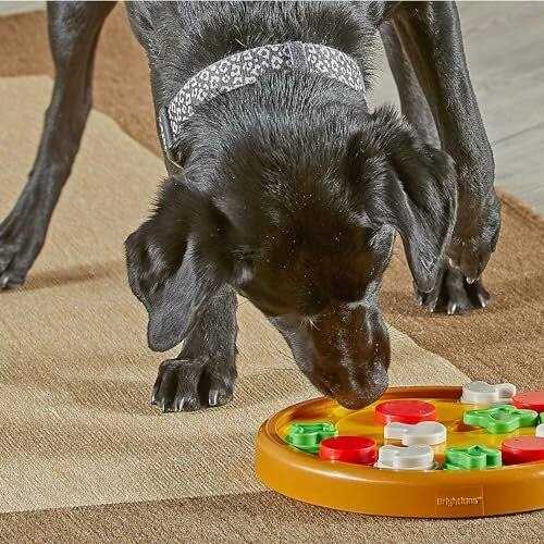 Brightkins Dog Pizza Treat Puzzle - Pet Supplies online store