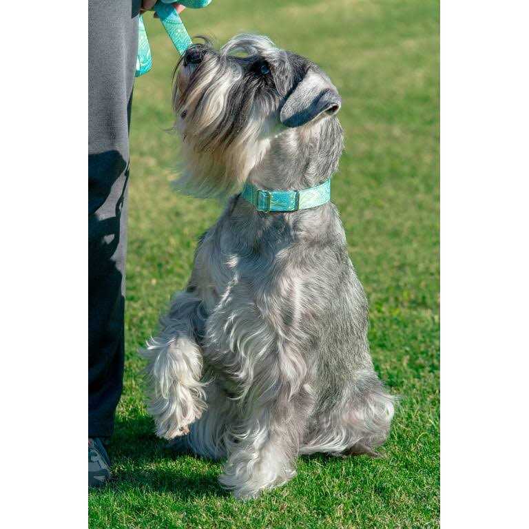 Country Brook Petz Martingale Dog Collar - Pet Supplies online store
