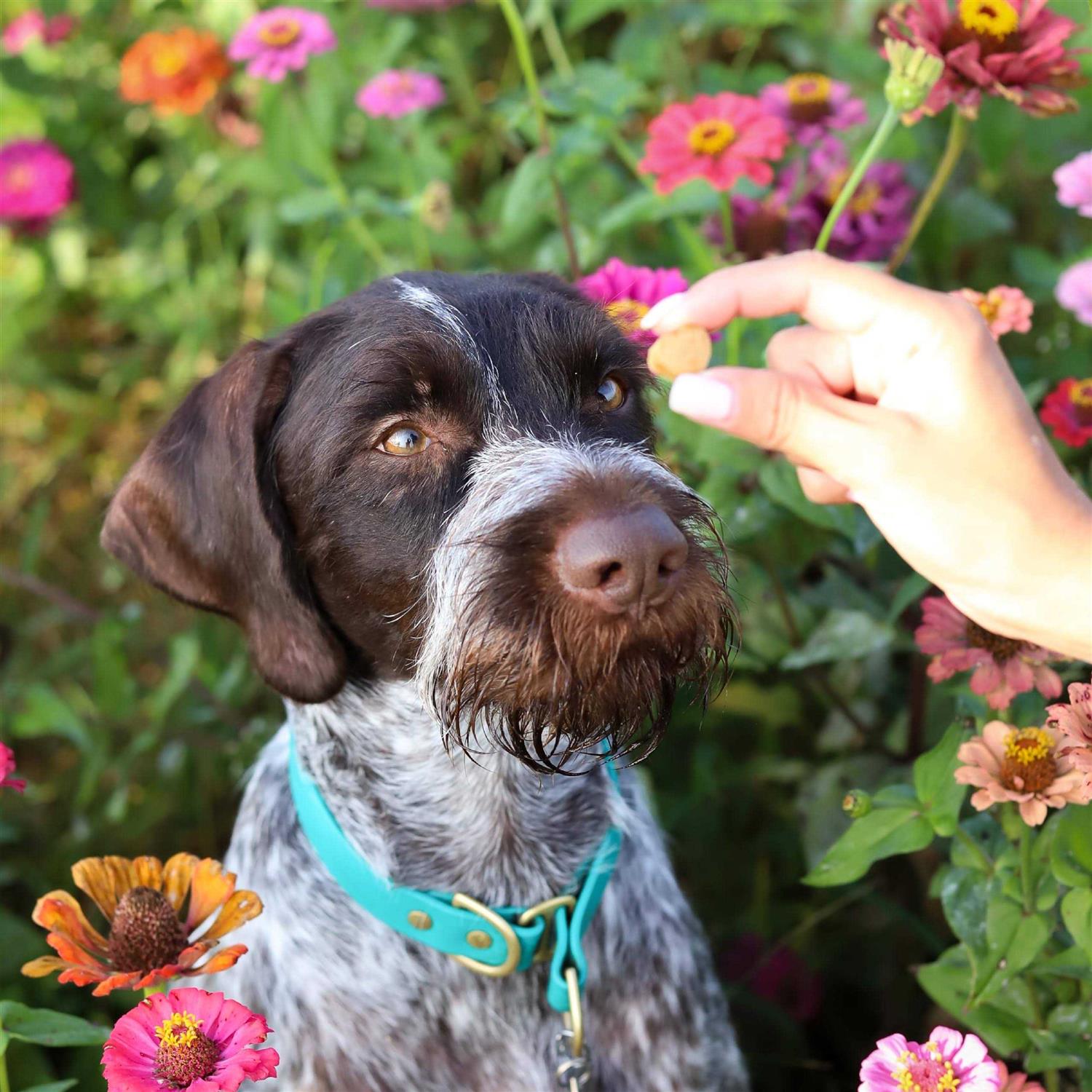 Ark Naturals Breath Bursts Bits Dental Dog Treats - Pet Supplies online store