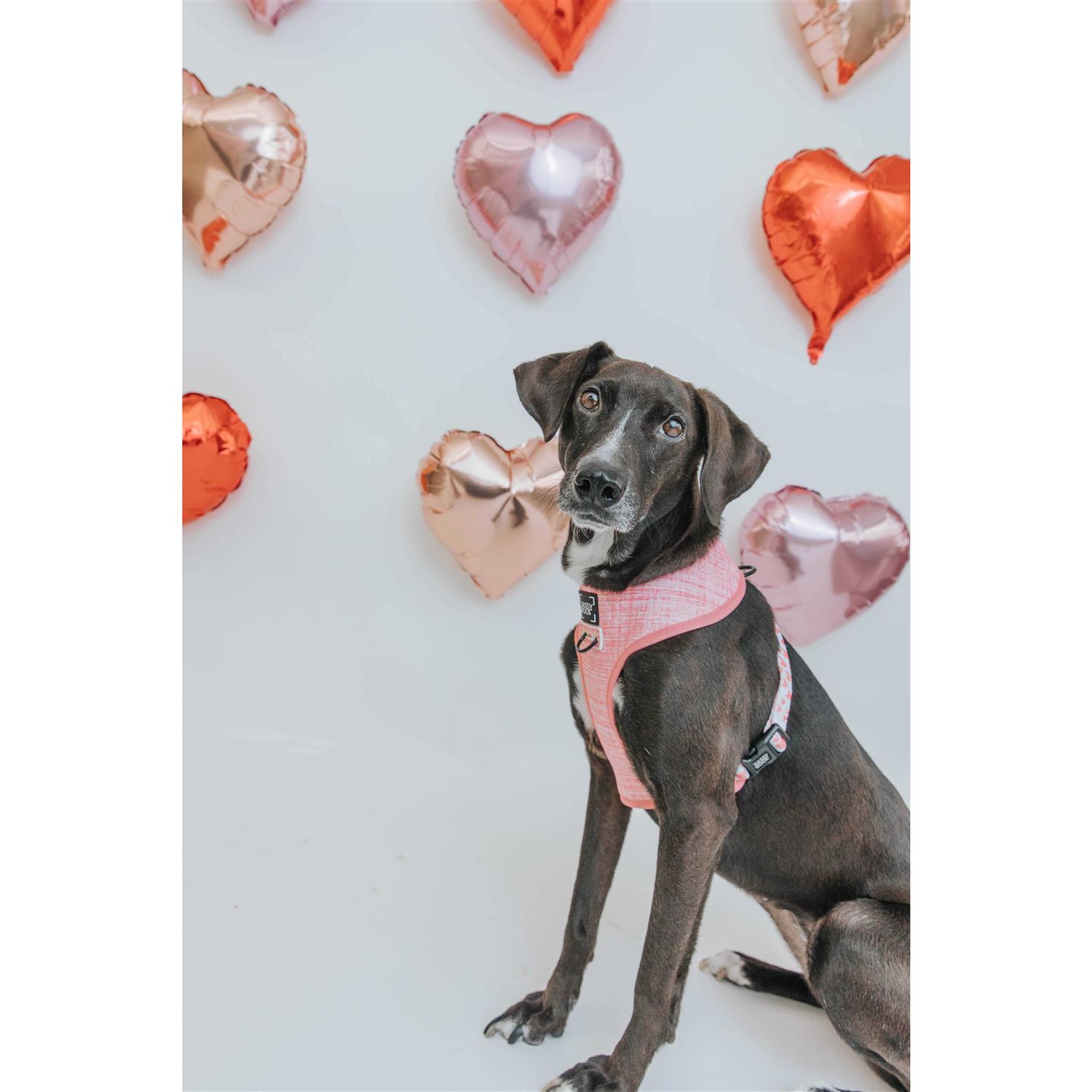 Dog Reversible Harness Sassy Woof - Pet Supplies online store