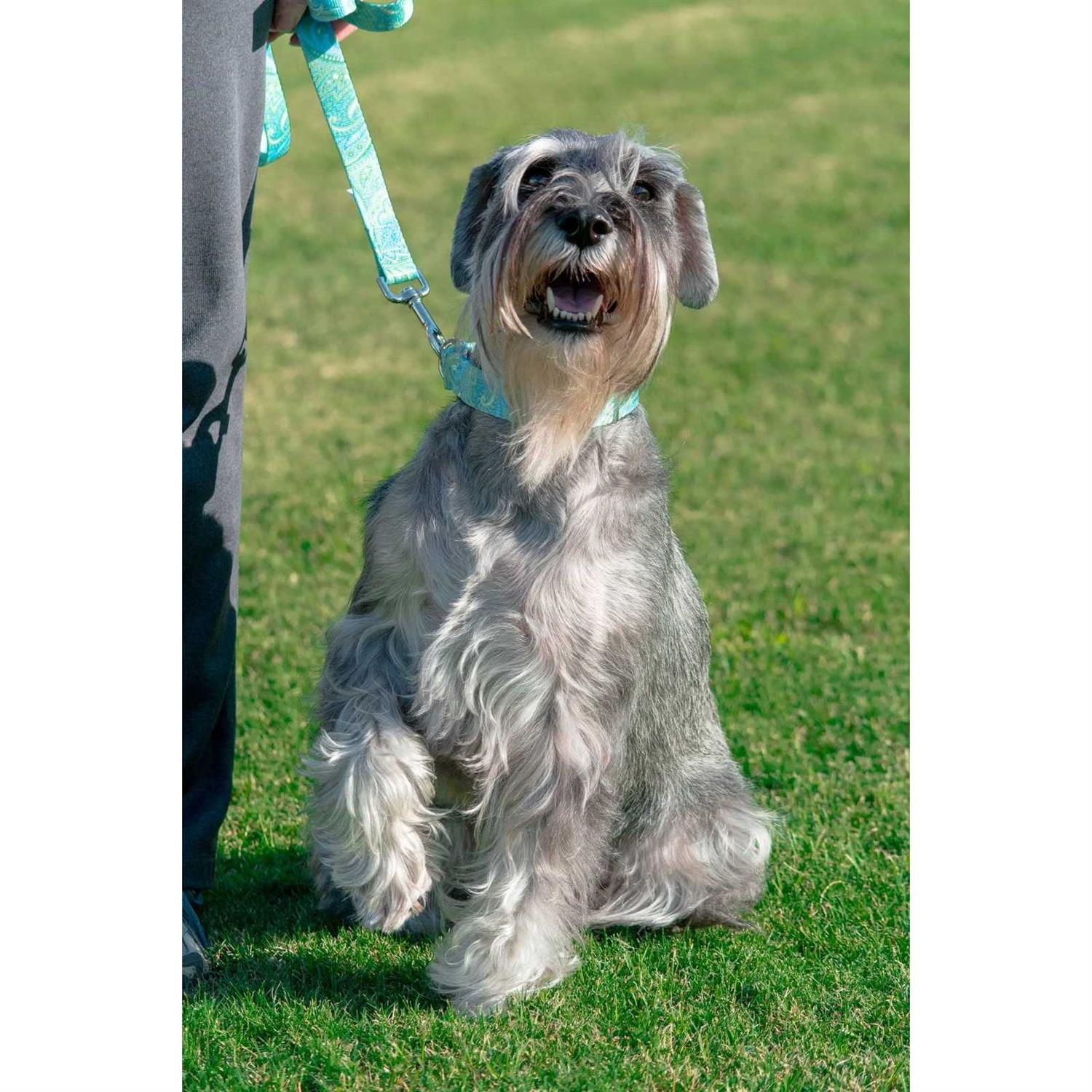 Country Brook Petz Dog Martingale Collar - Pet Supplies online store