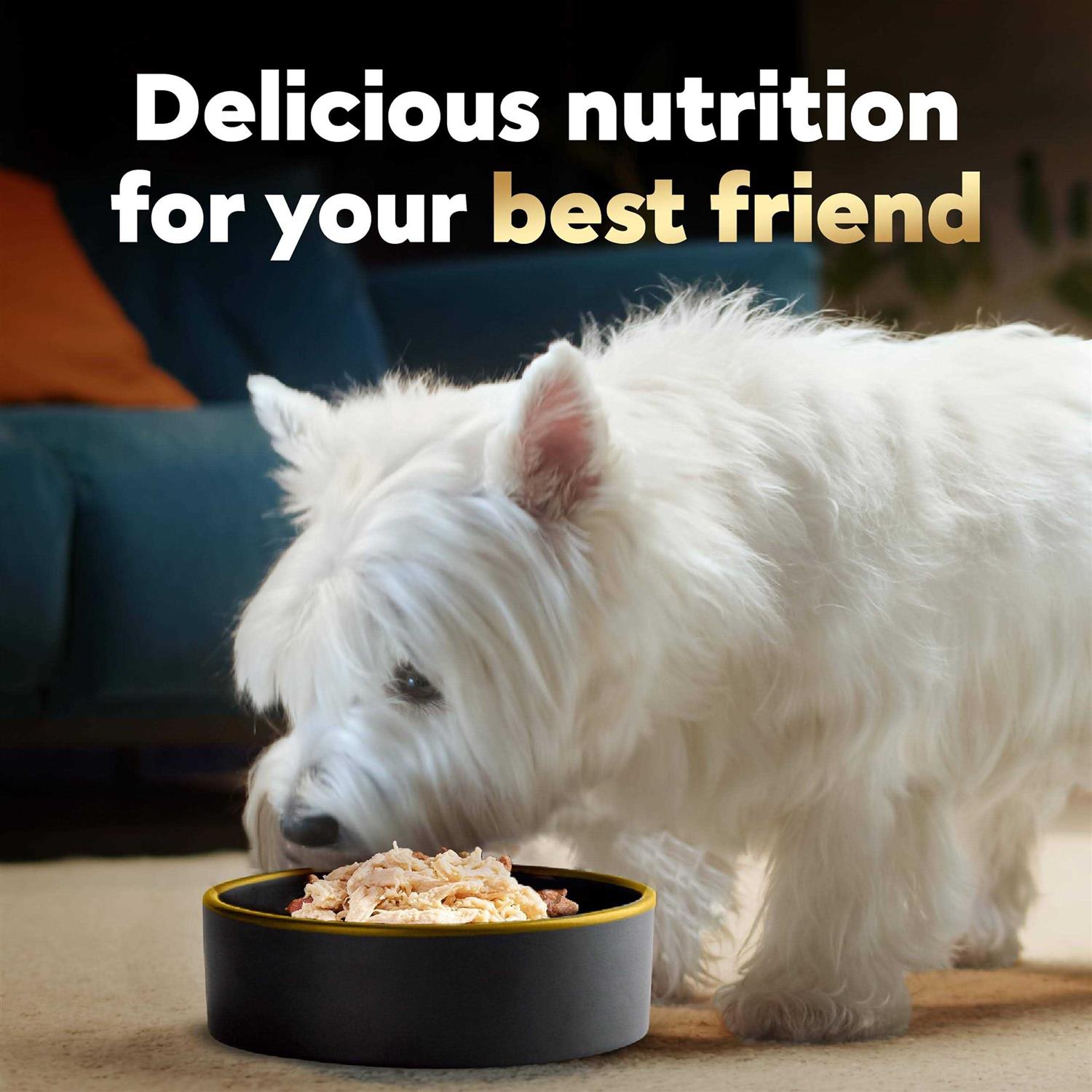 Cesar Wholesome Bowls Wet Dog Food - Pet Supplies online store