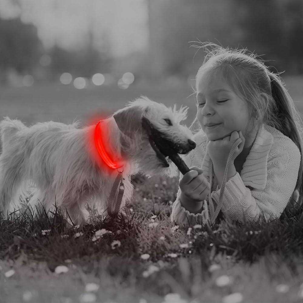 BSEEN Light Dog Collars Rechargeable LED Dog Collar Collar - Pet Supplies online store