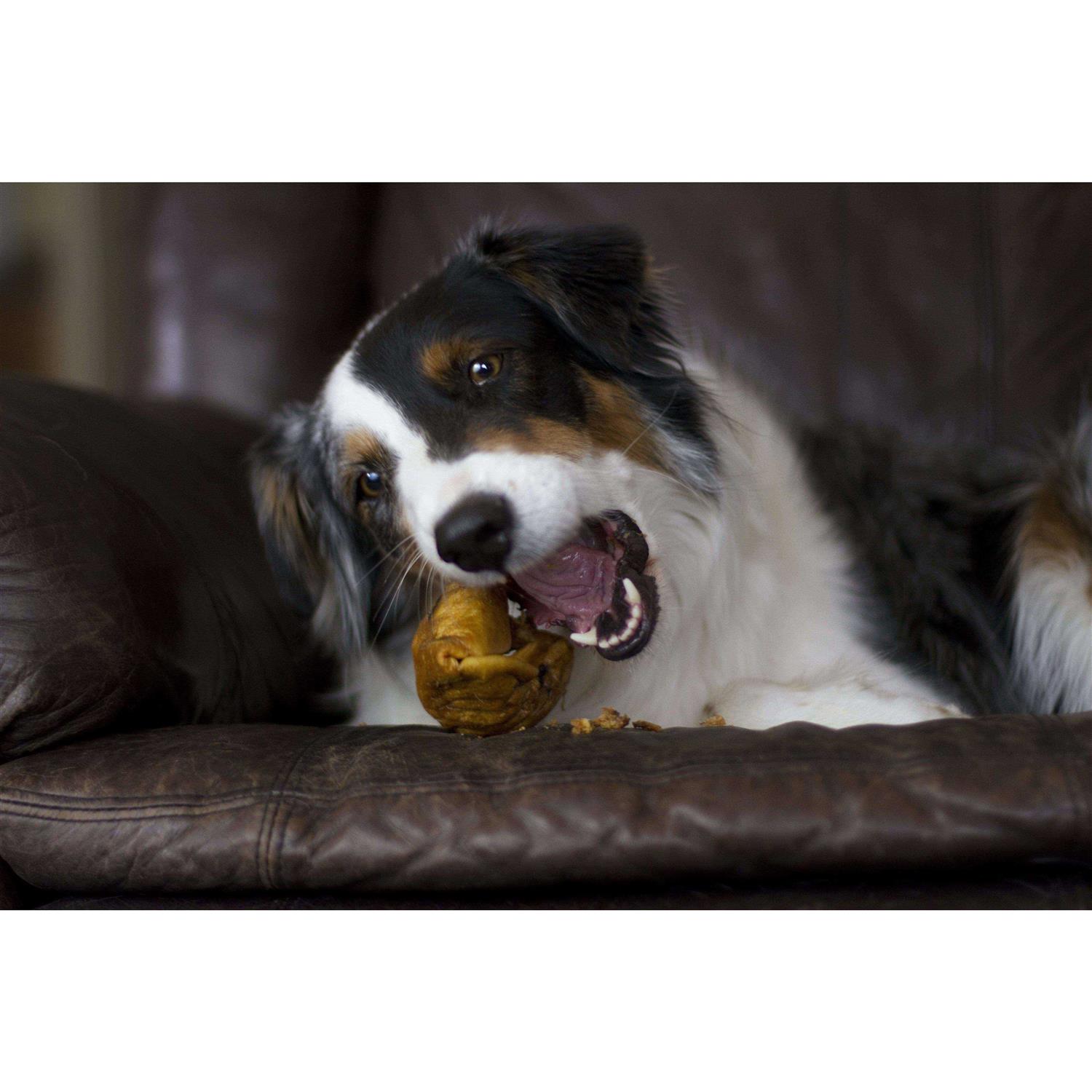 Redbarn Piggy Puffs Dog Treats - Pet Supplies online store