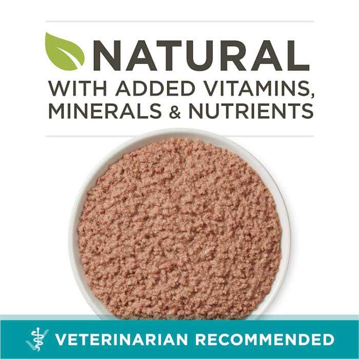 Purina ONE Healthy Kitten Grain Free Chicken & Salmon Pate Wet Cat Food - Pet Supplies online store