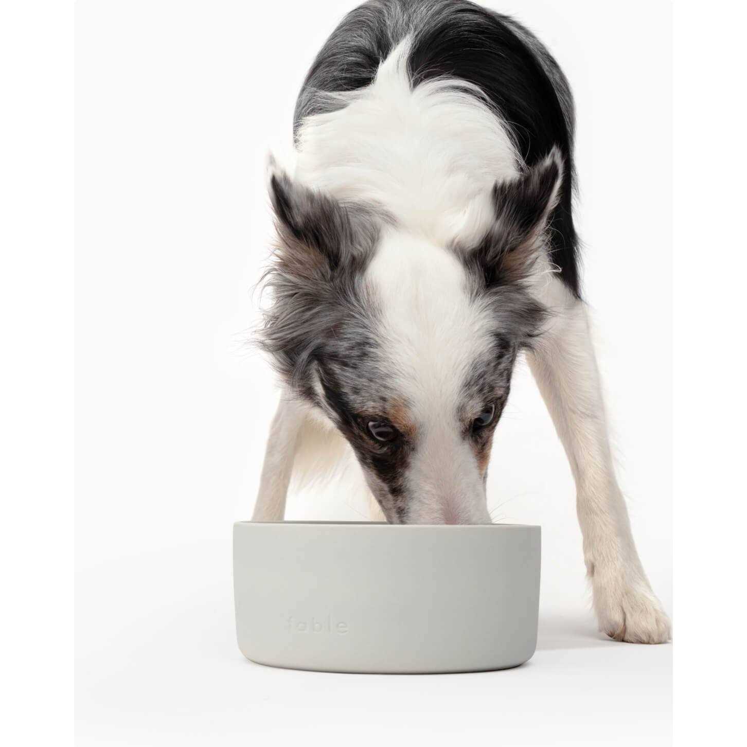 Signature Bowl Fable Pets - Pet Supplies online store