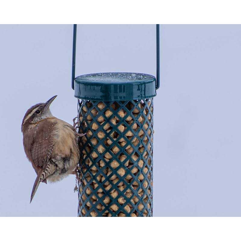 C&s Woodpecker Suet Nuggets No Melt No Waste - Pet Supplies online store