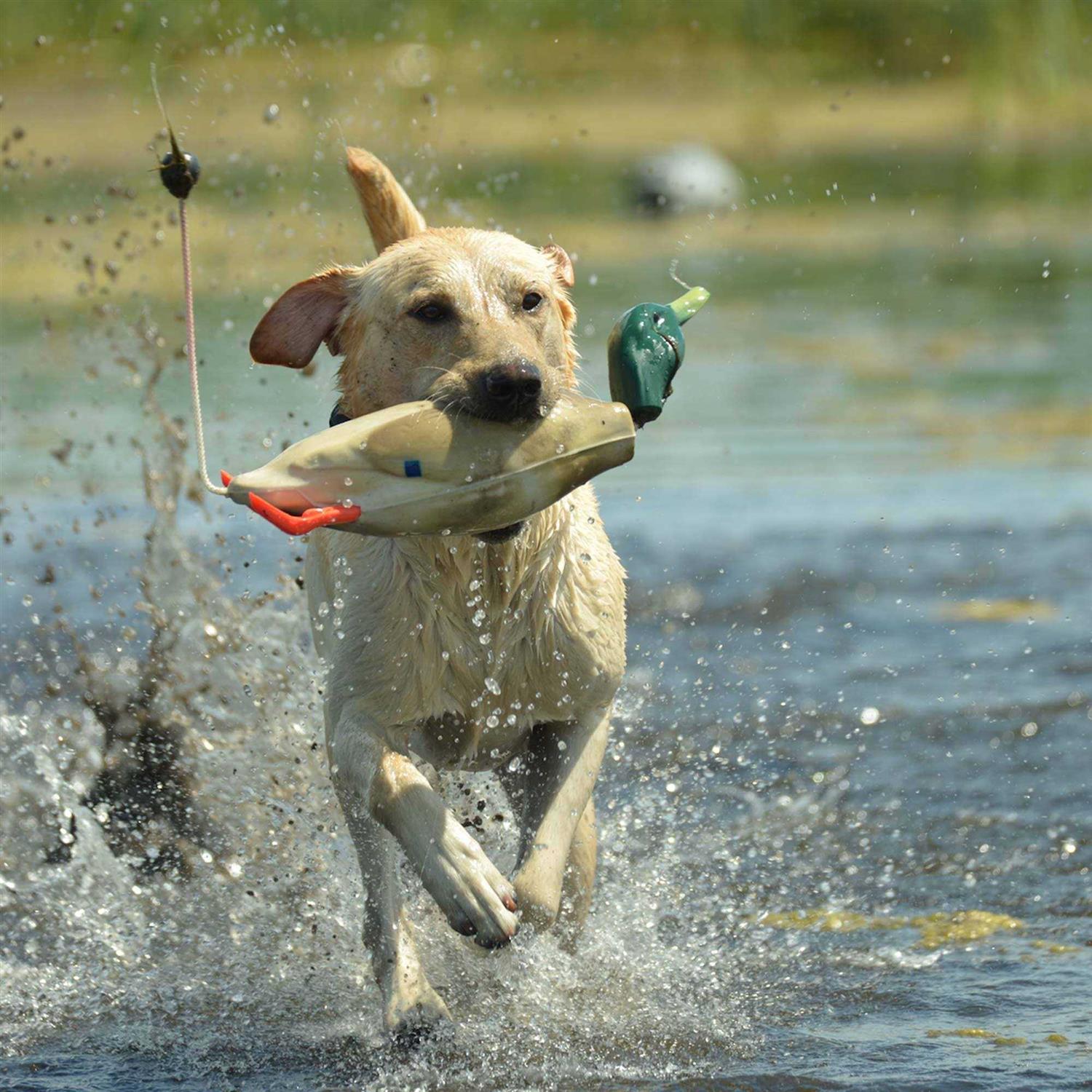 Dokken Mallard Dead Fowl - Pet Supplies online store