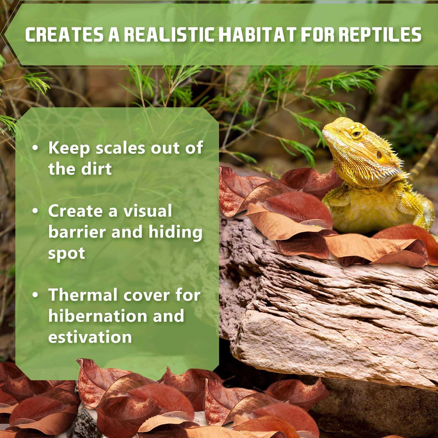 SunGrow Dwarf Frog Mini Catappa Leaves Tannin Helps Remove Ammonia - Pet Supplies online store