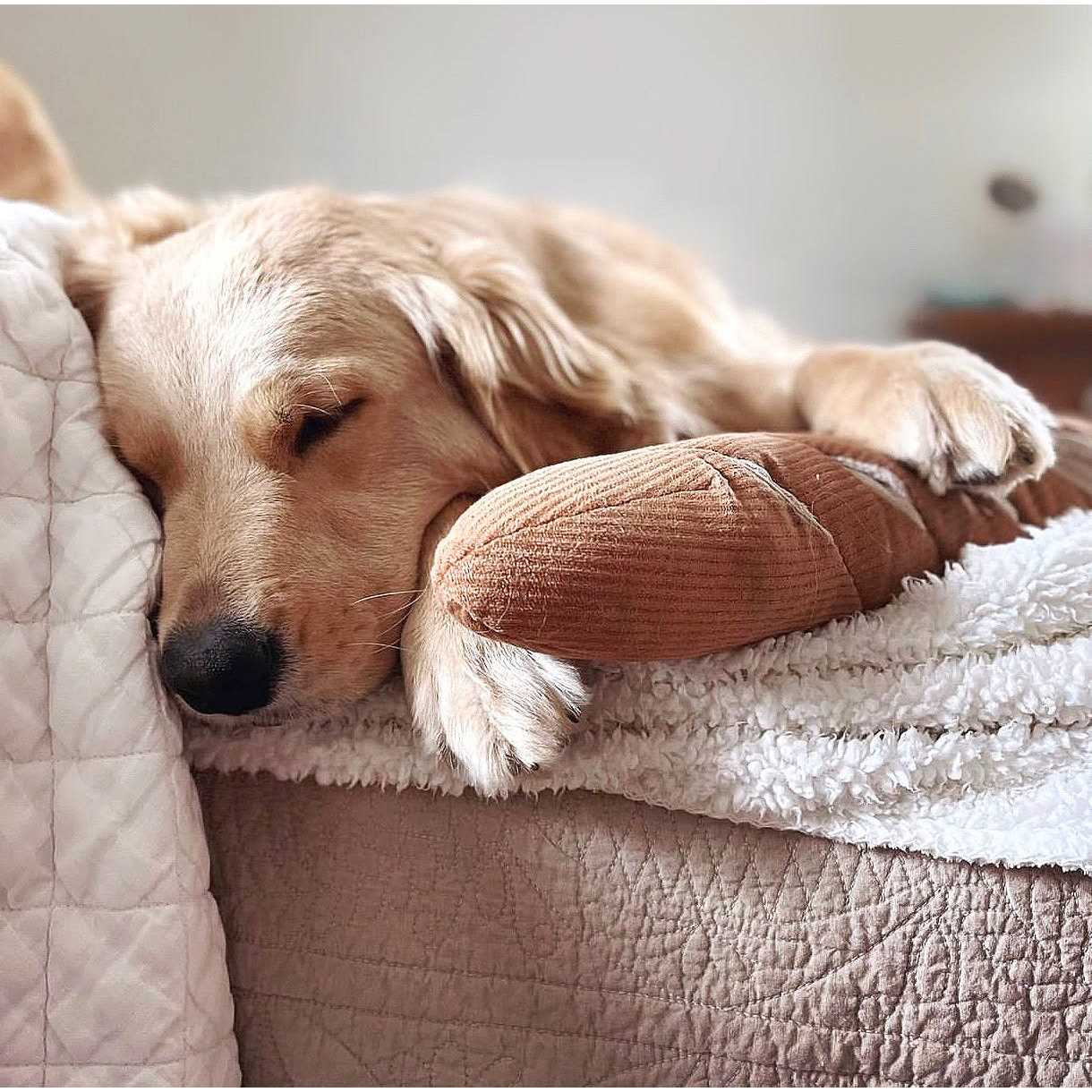 Baguette Enrichment Dog Toy - Pet Supplies online store