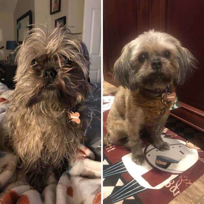 The Quietest Pet Hair Clippers That Doesn't Scare Your Pet - Pet Supplies online store