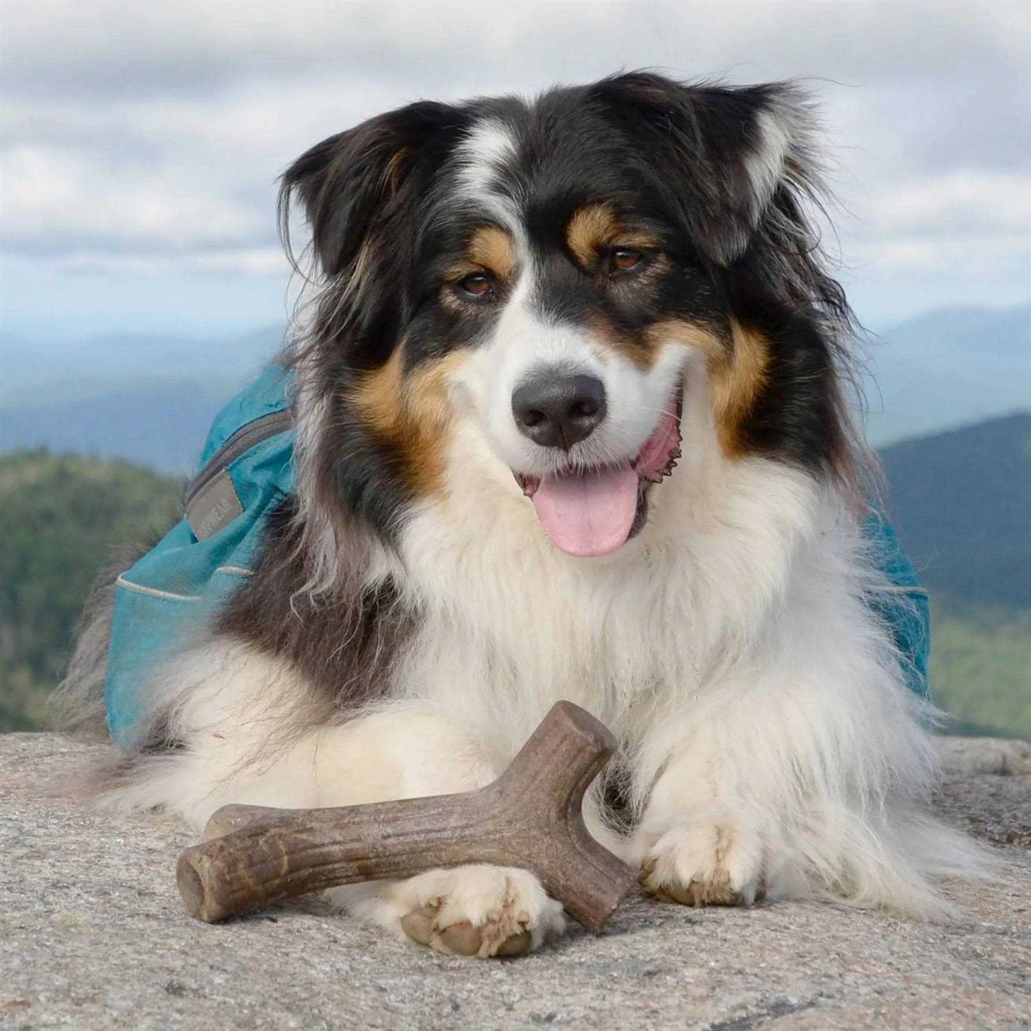 Benebone Dog Chew - Pet Supplies online store