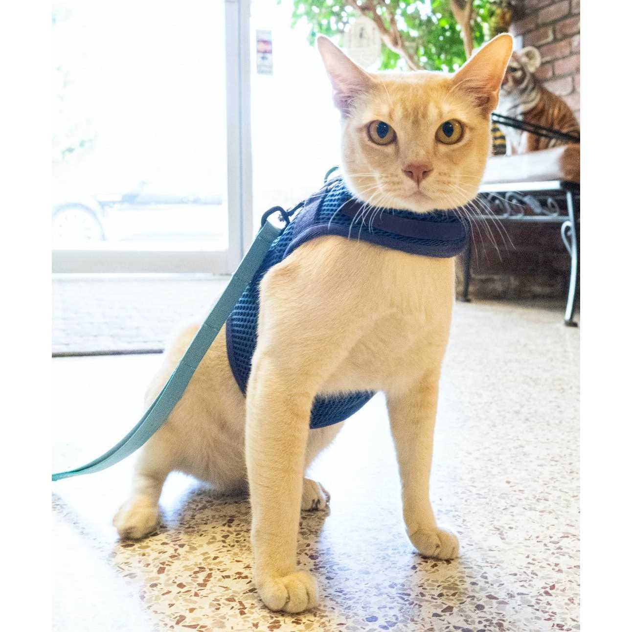 Sleepypod Martingale Cat Harness - Pet Supplies online store