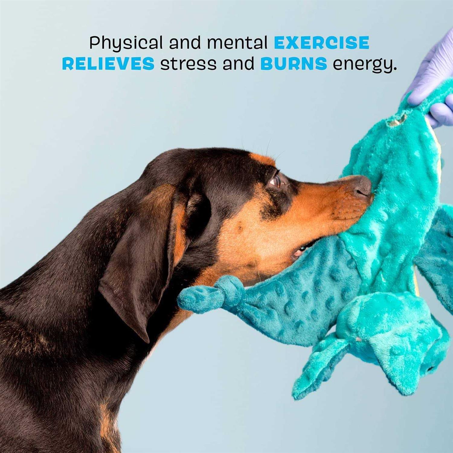 Bark Dingbert the Dragon Plush Dog Toy - Pet Supplies online store