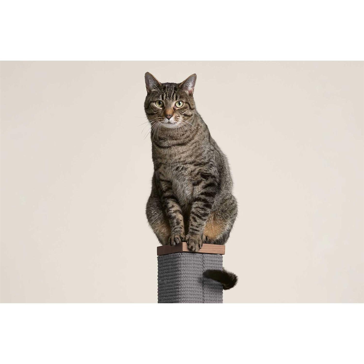 Tall Modern Scratching Post by tuft + paw Zip and Sisal Extra Tall 36 inches - Pet Supplies online store